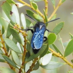 Austroscolia soror at Paddys River, ACT - 14 Feb 2017 11:20 AM