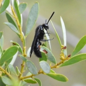 Austroscolia soror at Paddys River, ACT - 14 Feb 2017 11:20 AM