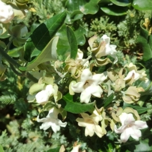 Araujia sericifera at Weston, ACT - 15 Feb 2017