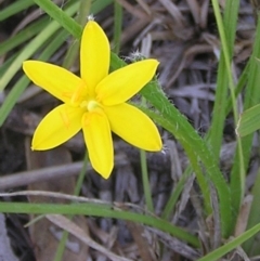 Hypoxis hygrometrica (Golden Weather-grass) at Kambah, ACT - 4 Mar 2010 by MatthewFrawley
