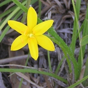 Hypoxis hygrometrica at Kambah, ACT - 4 Mar 2010