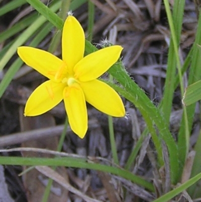 Hypoxis hygrometrica (Golden Weather-grass) at Kambah, ACT - 4 Mar 2010 by MatthewFrawley