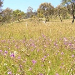 Arthropodium fimbriatum (Nodding Chocolate Lily) at Kambah, ACT - 24 Nov 2010 by MatthewFrawley