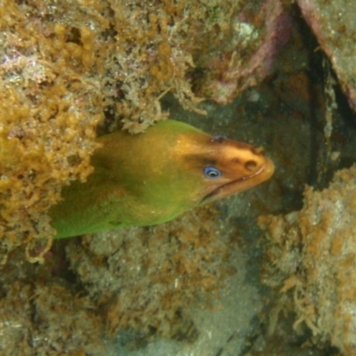 Gymnothorax prasinus (Yellow Moray, Green Moray) at Tathra, NSW - 4 Feb 2017 by KerryVance