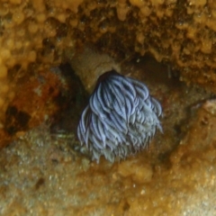 Sabellastarte australiensis (Feather duster worm) at Tathra, NSW - 4 Feb 2017 by KerryVance