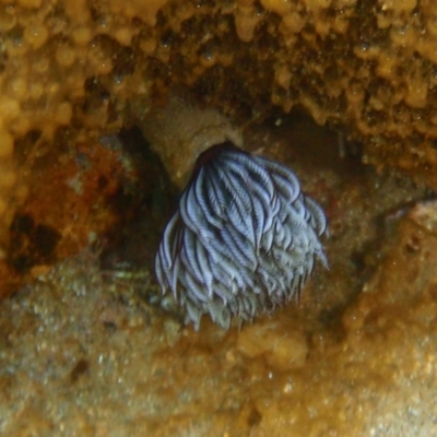 Sabellastarte australiensis (Feather duster worm) at Tathra, NSW - 4 Feb 2017 by KerryVance