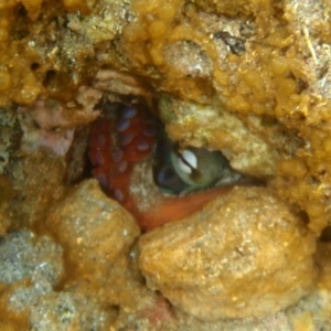 Octopus tetricus at Tathra, NSW - 4 Feb 2017 06:23 PM