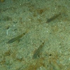 Parupeneus spilurus (Blacksaddle Goatfish) at Tathra, NSW - 4 Feb 2017 by KerryVance