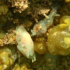 Aplysia sydneyensis (Aplysia sydneyensis) at Tathra, NSW - 7 Jan 2017 by KerryVance