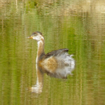 Tachybaptus novaehollandiae (Australasian Grebe) at Gungahlin, ACT - 15 Feb 2017 by CedricBear