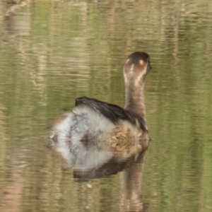 Tachybaptus novaehollandiae at Gungahlin, ACT - 15 Feb 2017 09:45 AM