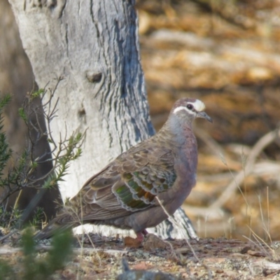 Phaps chalcoptera (Common Bronzewing) at Gungahlin, ACT - 15 Feb 2017 by CedricBear