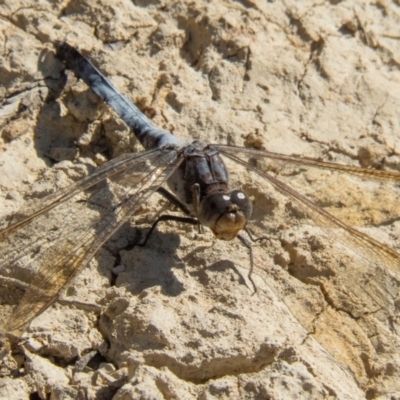 Orthetrum caledonicum (Blue Skimmer) at Gungahlin, ACT - 14 Feb 2017 by CedricBear