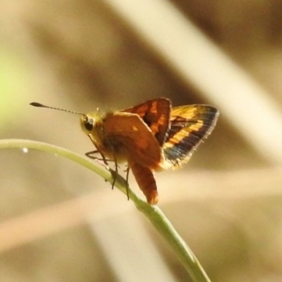 Ocybadistes walkeri (Green Grass-dart) at Jedbinbilla - 15 Feb 2017 by JohnBundock