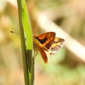 Ocybadistes walkeri at Paddys River, ACT - 15 Feb 2017