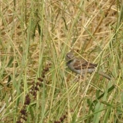 Passer domesticus (House Sparrow) at Giralang, ACT - 14 Feb 2017 by Qwerty