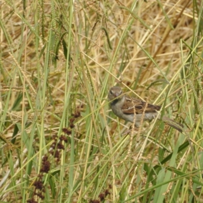 Passer domesticus (House Sparrow) at Giralang, ACT - 15 Feb 2017 by Qwerty