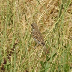 Passer domesticus at Giralang, ACT - 15 Feb 2017 12:00 AM