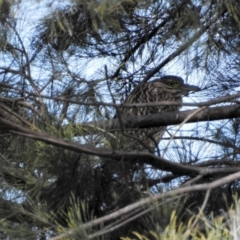 Nycticorax caledonicus (Nankeen Night-Heron) at McKellar, ACT - 15 Feb 2017 by Qwerty