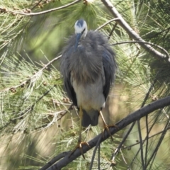 Egretta novaehollandiae (White-faced Heron) at Giralang, ACT - 14 Feb 2017 by Qwerty