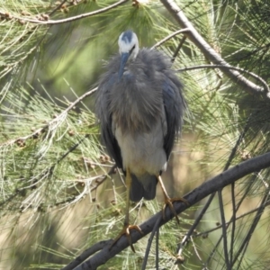 Egretta novaehollandiae at Giralang, ACT - 15 Feb 2017 12:00 AM