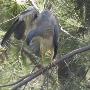 Egretta novaehollandiae at Giralang, ACT - 15 Feb 2017