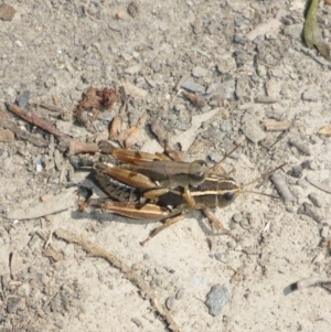 Phaulacridium vittatum at Oallen, NSW - 13 Feb 2017