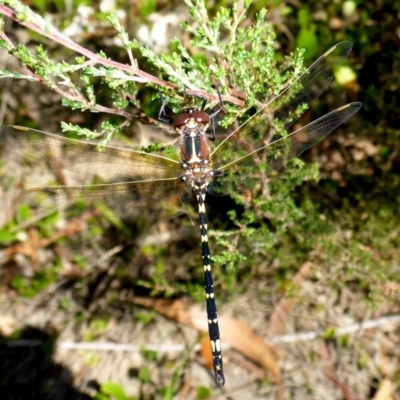 Synthemis eustalacta (Swamp Tigertail) at Oallen, NSW - 13 Feb 2017 by JanetRussell