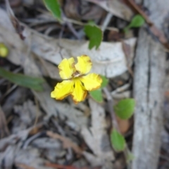 Goodenia hederacea subsp. hederacea (Ivy Goodenia, Forest Goodenia) at Oallen, NSW - 13 Feb 2017 by JanetRussell