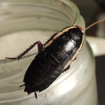 Drymaplaneta communis (Eastern Wood Runner, Common Shining Cockroach) at Pollinator-friendly garden Conder - 11 Feb 2017 by michaelb