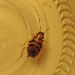 Robshelfordia sp. (genus) (A Shelford cockroach) at Pollinator-friendly garden Conder - 12 Feb 2017 by michaelb