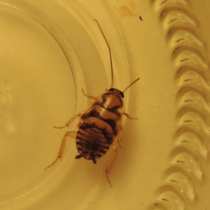 Robshelfordia sp. (genus) at Conder, ACT - 13 Feb 2017 05:43 AM