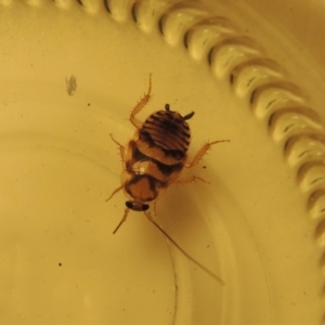 Robshelfordia sp. (genus) at Conder, ACT - 13 Feb 2017 05:43 AM