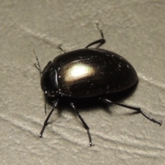 Chalcopteroides spectabilis (Rainbow darkling beetle) at Greenway, ACT - 7 Feb 2017 by michaelb