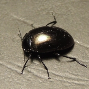 Chalcopteroides spectabilis at Greenway, ACT - 7 Feb 2017