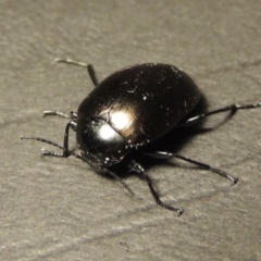 Chalcopteroides spectabilis at Greenway, ACT - 7 Feb 2017 10:42 PM