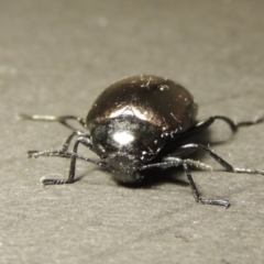 Chalcopteroides spectabilis at Greenway, ACT - 7 Feb 2017 10:42 PM