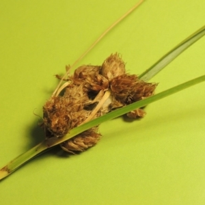 Bolboschoenus caldwellii at Greenway, ACT - 7 Feb 2017 11:19 PM