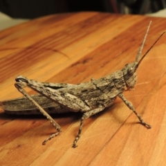 Coryphistes ruricola (Bark-mimicking Grasshopper) at Paddys River, ACT - 8 Feb 2017 by michaelb