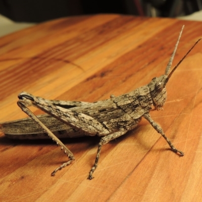 Coryphistes ruricola (Bark-mimicking Grasshopper) at Paddys River, ACT - 8 Feb 2017 by michaelb