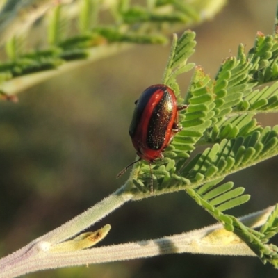 Calomela curtisi (Acacia leaf beetle) at Paddys River, ACT - 9 Feb 2017 by MichaelBedingfield