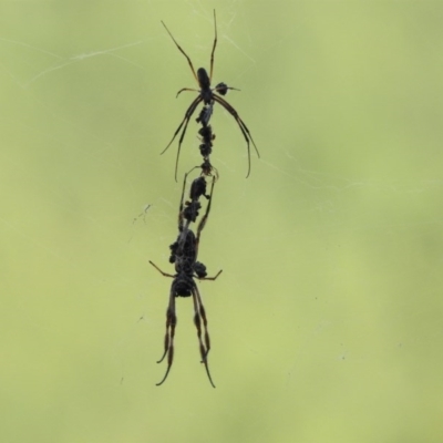 Trichonephila edulis (Golden orb weaver) at Mount Ainslie - 12 Feb 2017 by Qwerty