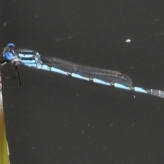 Austrolestes annulosus (Blue Ringtail) at Paddys River, ACT - 16 Feb 2017 by JohnBundock