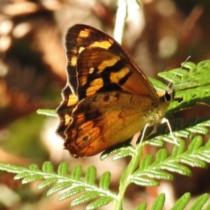 Heteronympha banksii at Paddys River, ACT - suppressed