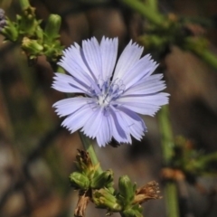 Cichorium intybus (Chicory) at Paddys River, ACT - 15 Feb 2017 by JohnBundock