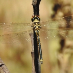 Hemicordulia tau (Tau Emerald) at Jedbinbilla - 15 Feb 2017 by JohnBundock