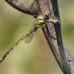 Hemicordulia tau at Paddys River, ACT - 15 Feb 2017