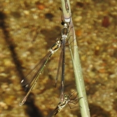 Synlestes weyersii (Bronze Needle) at Paddys River, ACT - 15 Feb 2017 by JohnBundock