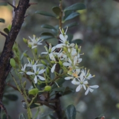 Bursaria spinosa (Native Blackthorn, Sweet Bursaria) at Tharwa, ACT - 9 Feb 2017 by michaelb