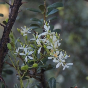 Bursaria spinosa at Tharwa, ACT - 9 Feb 2017 07:53 PM